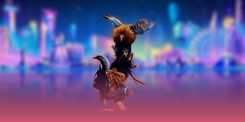 Hình thức thi đấu chọi kê chính tại nhà cái 56WIN