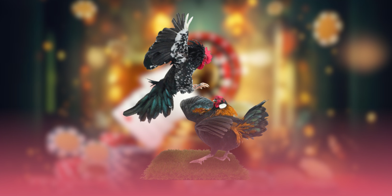 Nguồn gốc uy tín của sảnh đá gà SV128