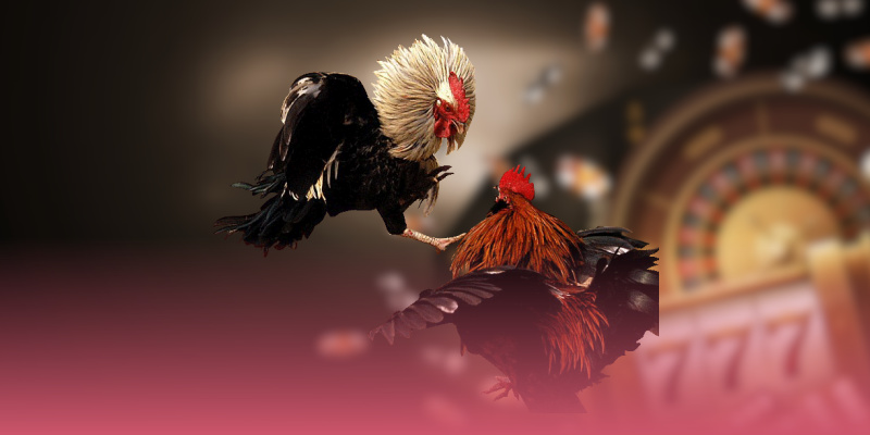 Các hình thức đá gà đặc sắc, hấp dẫn trên nền tảng
